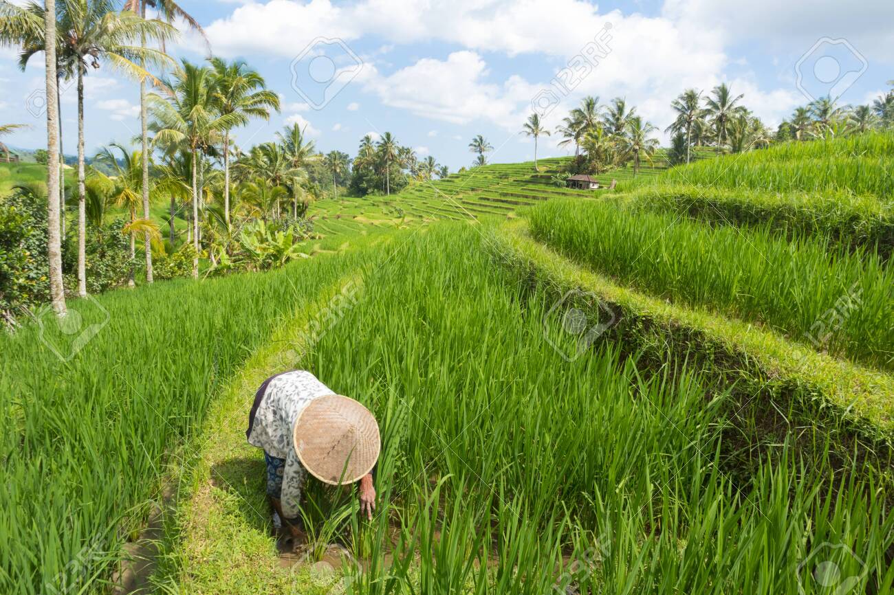 asian rice paddy hat