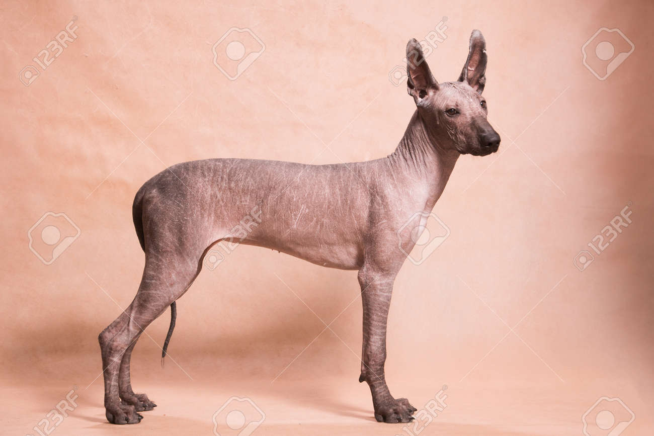 bald mexican dog