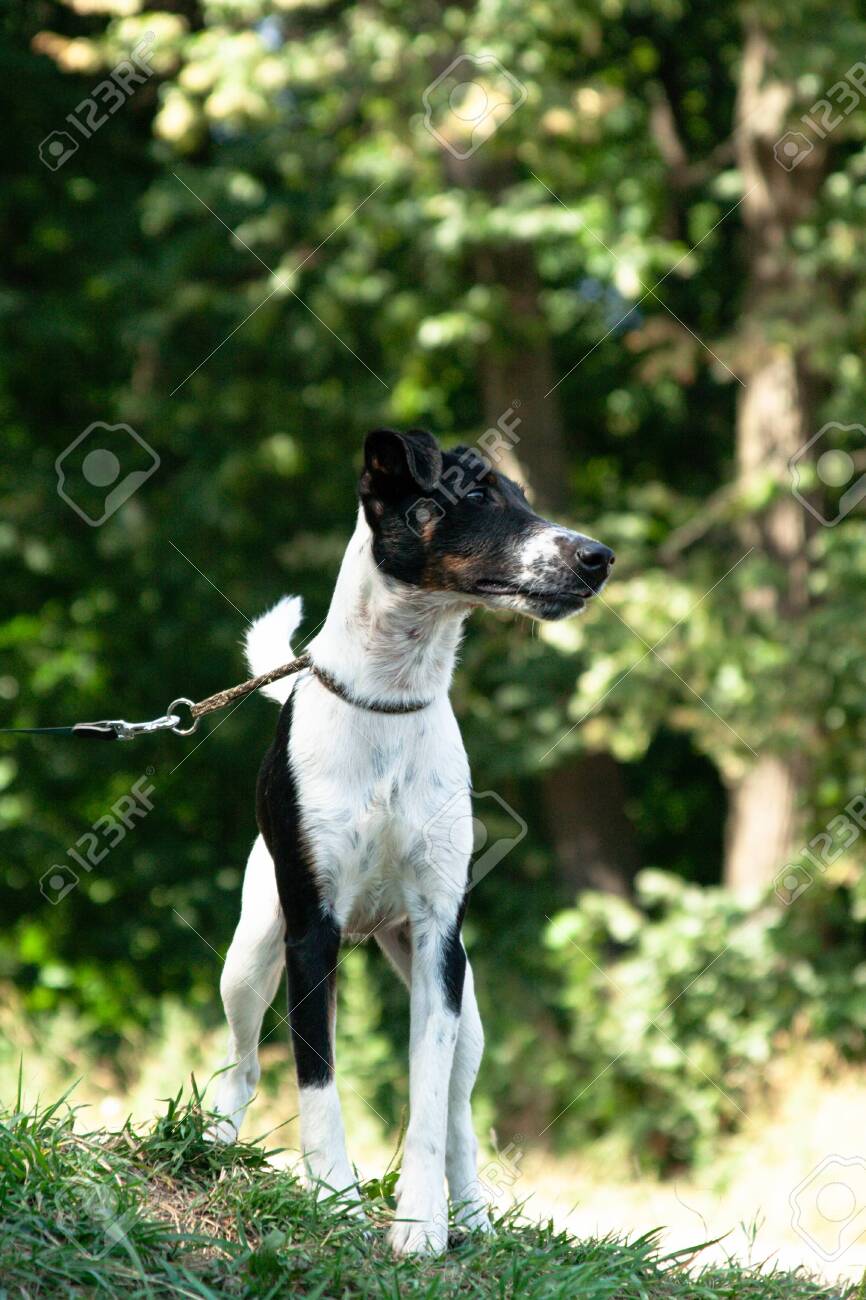 smooth haired terrier