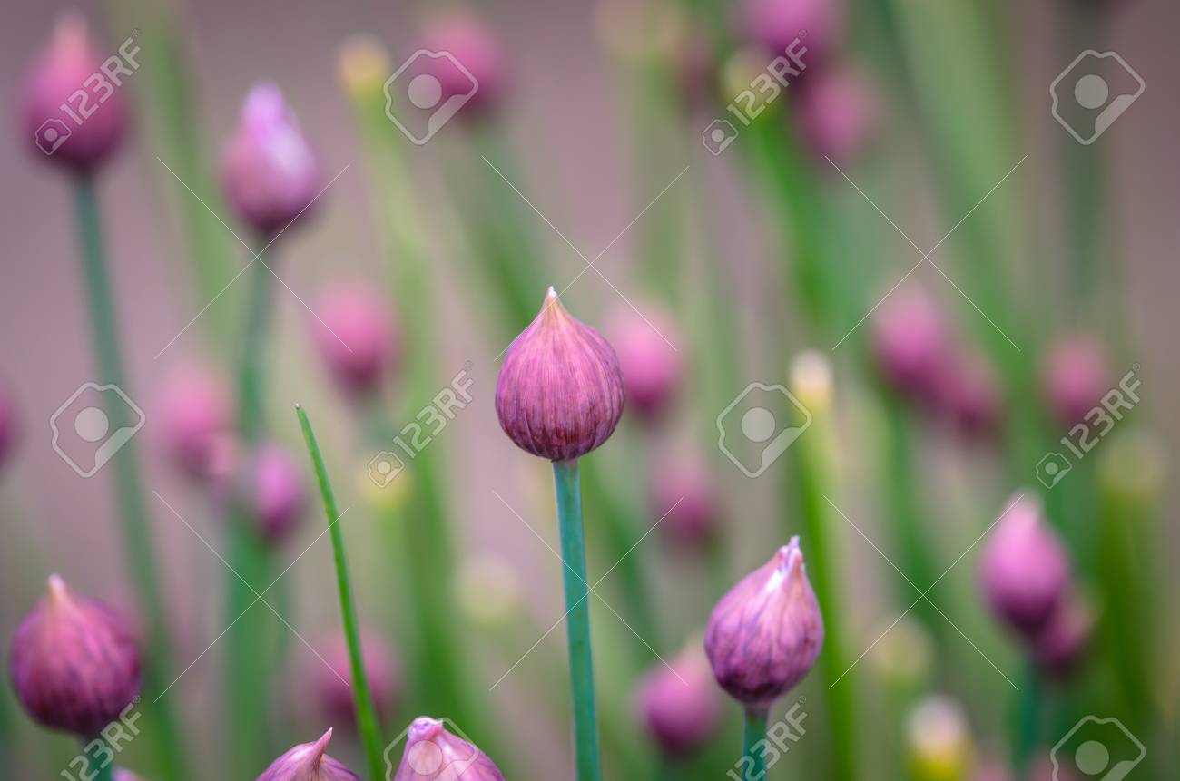 緑の背景に紫のニラの芽 の写真素材 画像素材 Image 緑の背景に紫のニラの芽 の写真素材 画像素材 Image