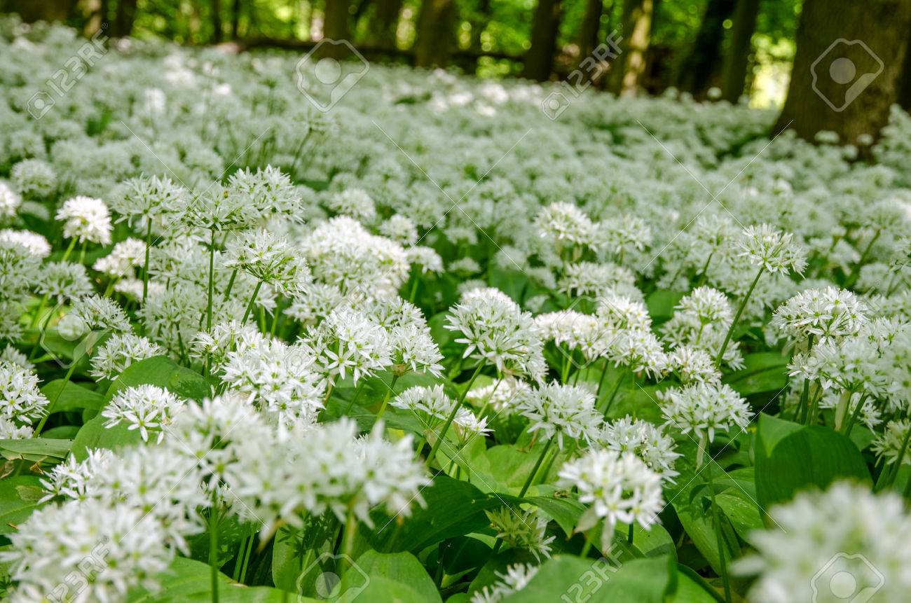 森の中の白い花を持つ野生ニンニクの草原 の写真素材 画像素材 Image 森の中の白い花を持つ野生ニンニクの草原 の写真素材 画像素材 Image