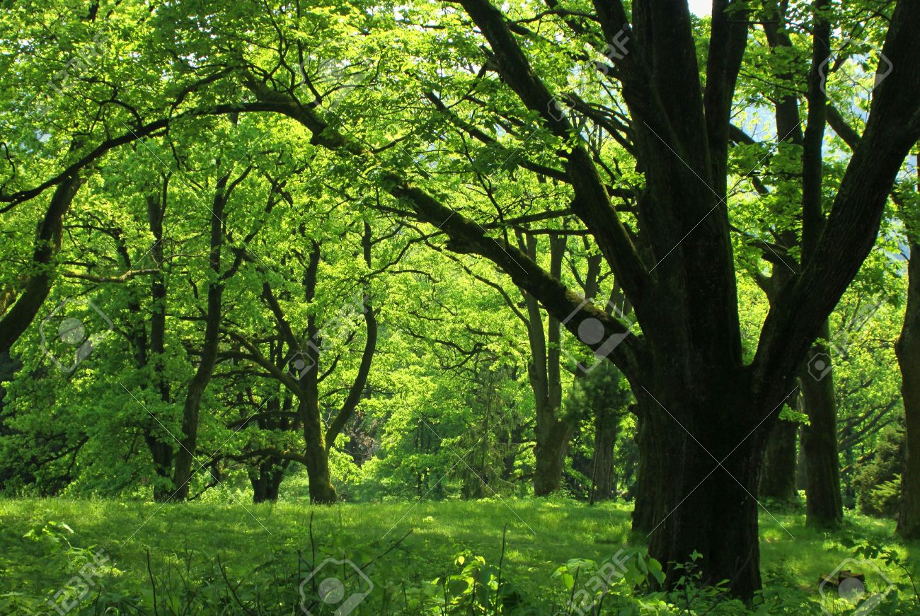 緑の草と木夏の森 の写真素材 画像素材 Image