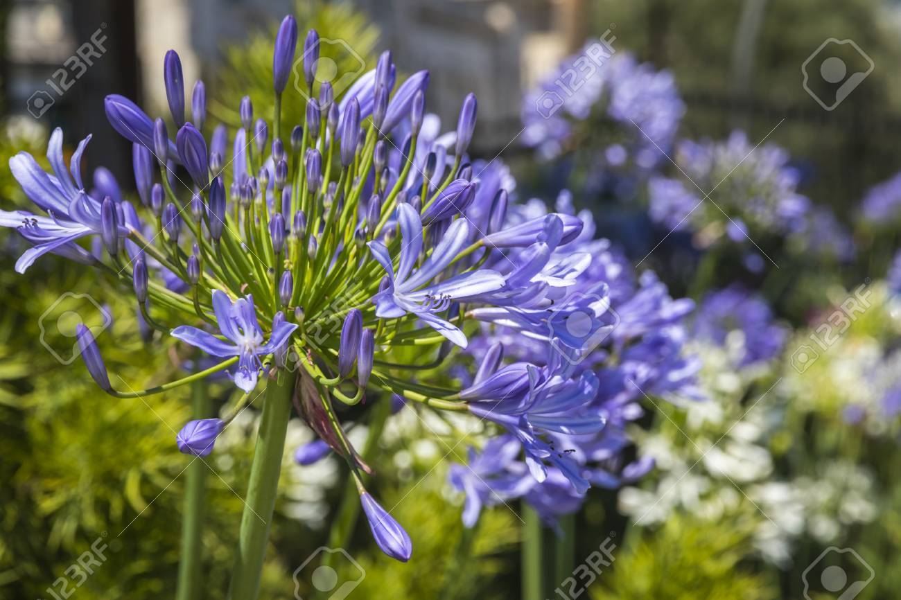 庭のクローズ アップ アフリカ ユリ花 Agapathus アフリカヌス の写真素材 画像素材 Image