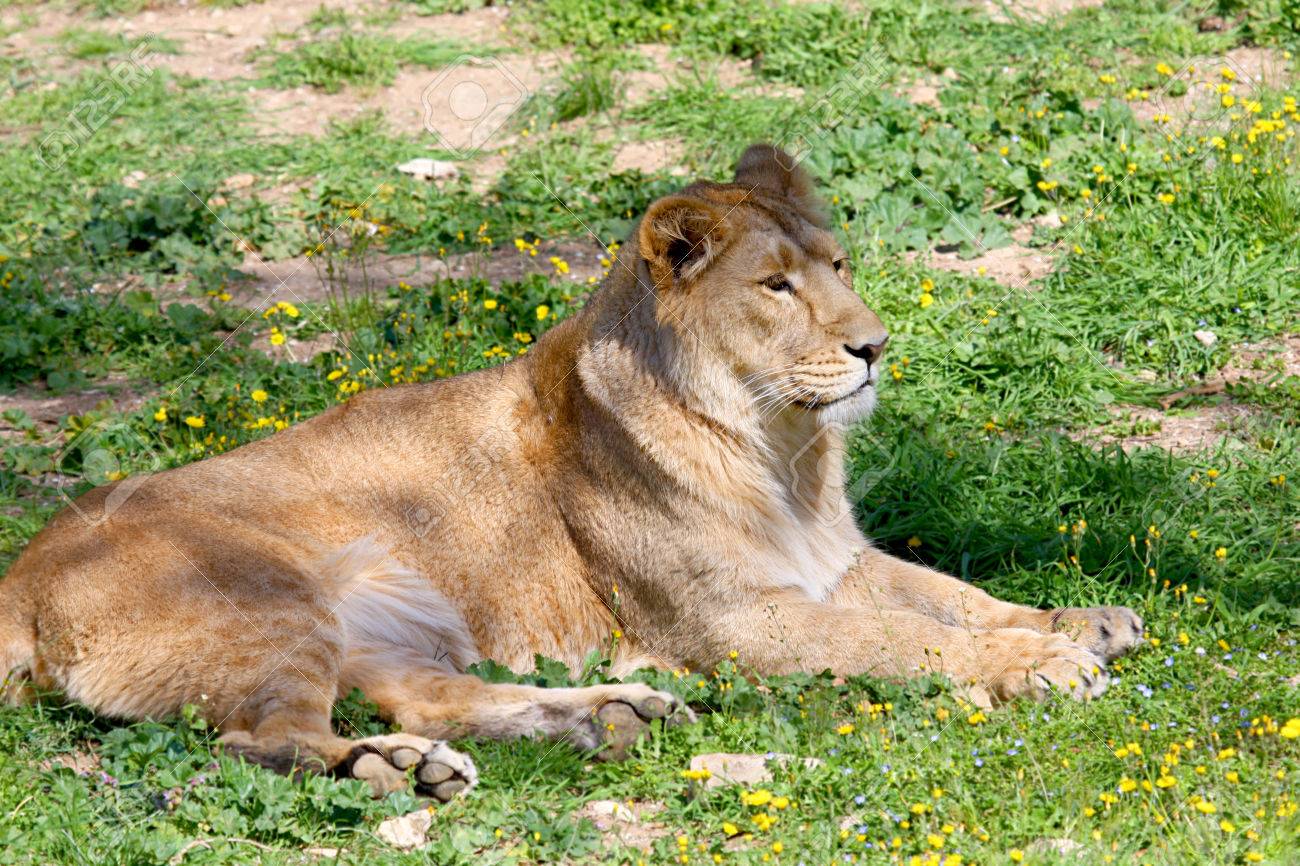 Portrait Of A Barbary Lion Panthera Leo Leo Lioness Closeup Stock Photo Picture And Royalty Free Image Image
