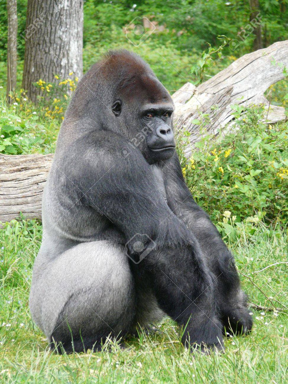 フランスでヴァレ デ Singes でシルバー バック ゴリラのオスの写真