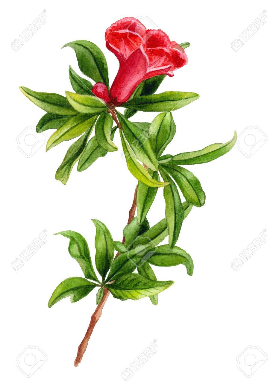 赤い花の水彩画ザクロ支店 植物画 花のイラスト の写真素材 画像素材 Image