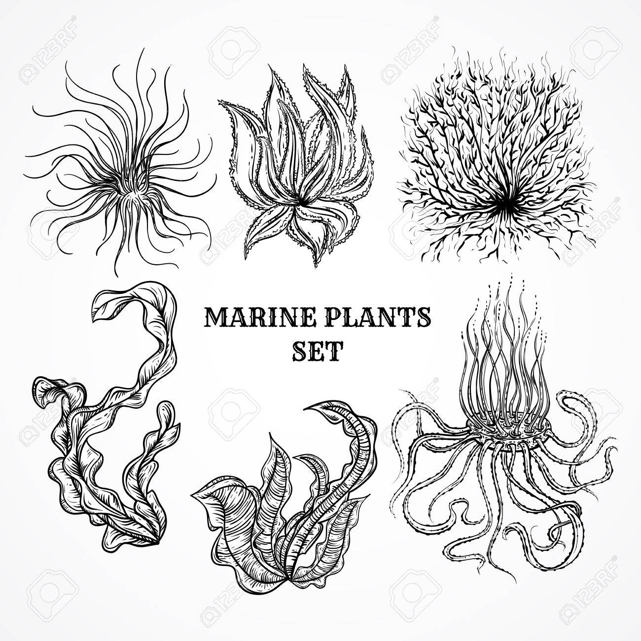 Collection of marine plants, leaves and seaweed. Vintage set of black and white hand drawn marine flora. Isolated vector illustration in line art style.Design for summer beach, decorations. - 45883356 Collection of marine plants, leaves and seaweed. Vintage set of black and white hand drawn marine flora. Isolated vector illustration in line art style.Design for summer beach, decorations. - 45883356