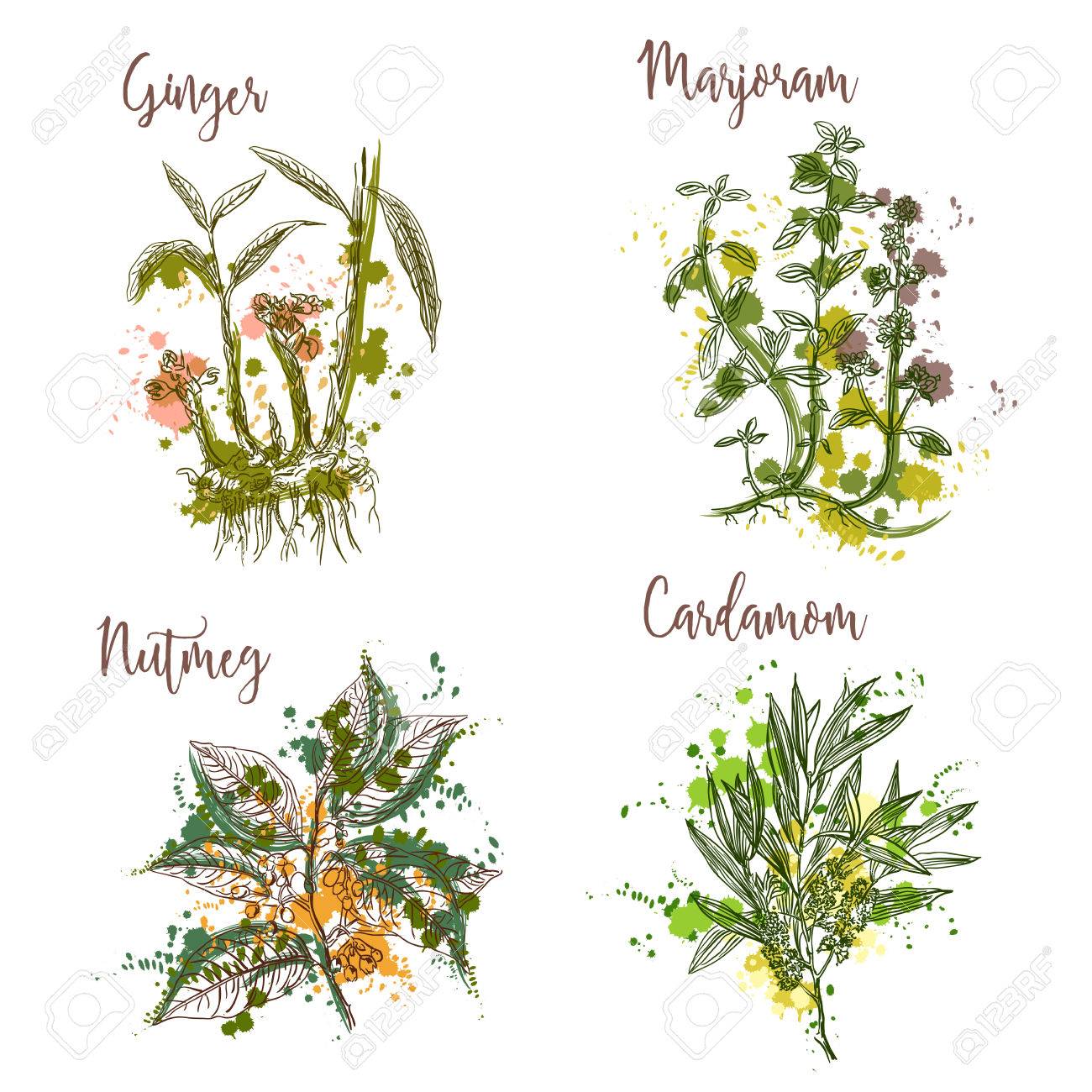 Cooking herbs and spices in watercolor style . Ginger, marjoram, nutmeg, cardamom. Retro hand drawn vector illustration. Retro banner, card, scrap booking, postcard, poster - 56891484 Cooking herbs and spices in watercolor style . Ginger, marjoram, nutmeg, cardamom. Retro hand drawn vector illustration. Retro banner, card, scrap booking, postcard, poster - 56891484