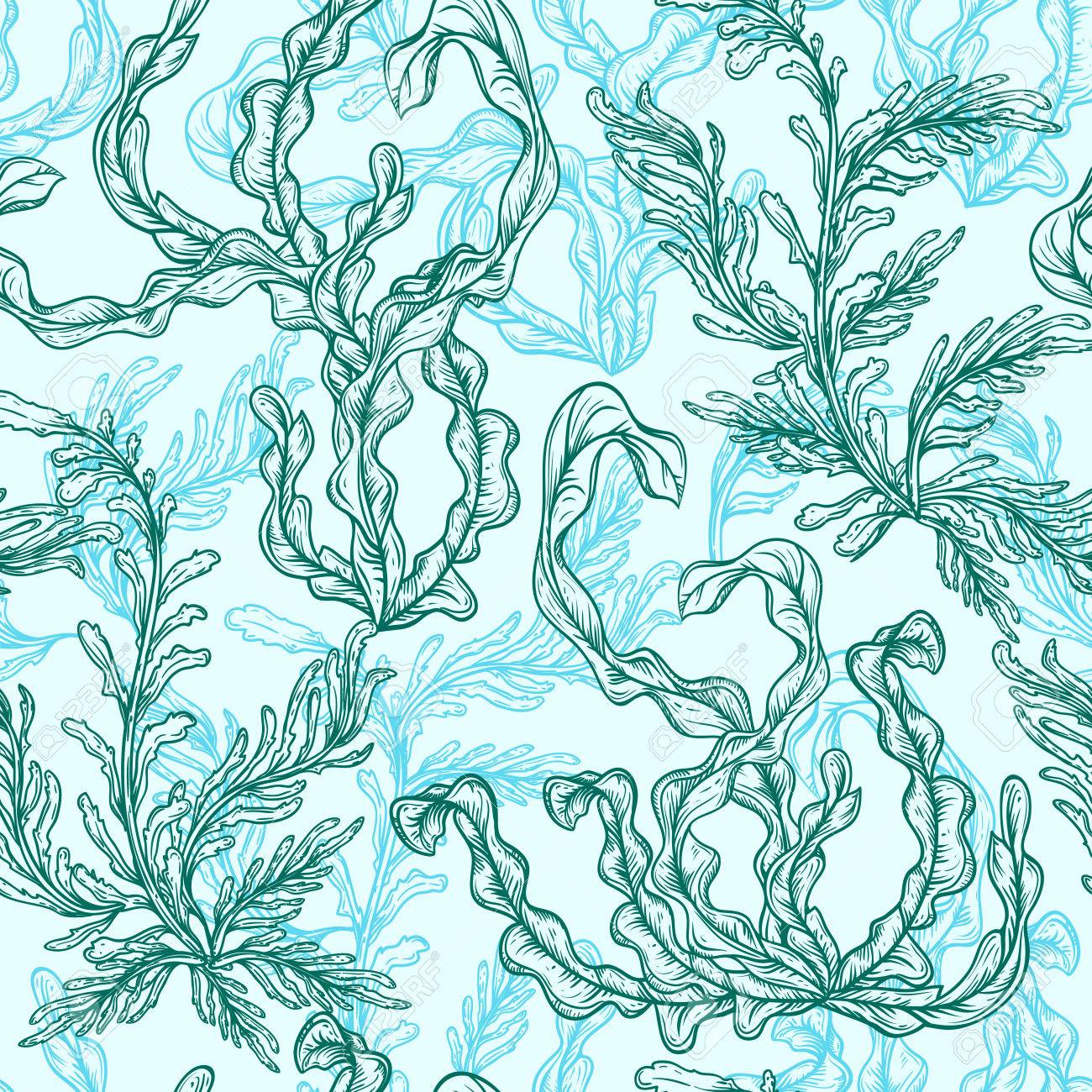 Collection of marine plants, leaves and seaweed. Vintage seamless pattern with hand drawn marine flora. illustration in line art style. - 71253479 Collection of marine plants, leaves and seaweed. Vintage seamless pattern with hand drawn marine flora. illustration in line art style. - 71253479