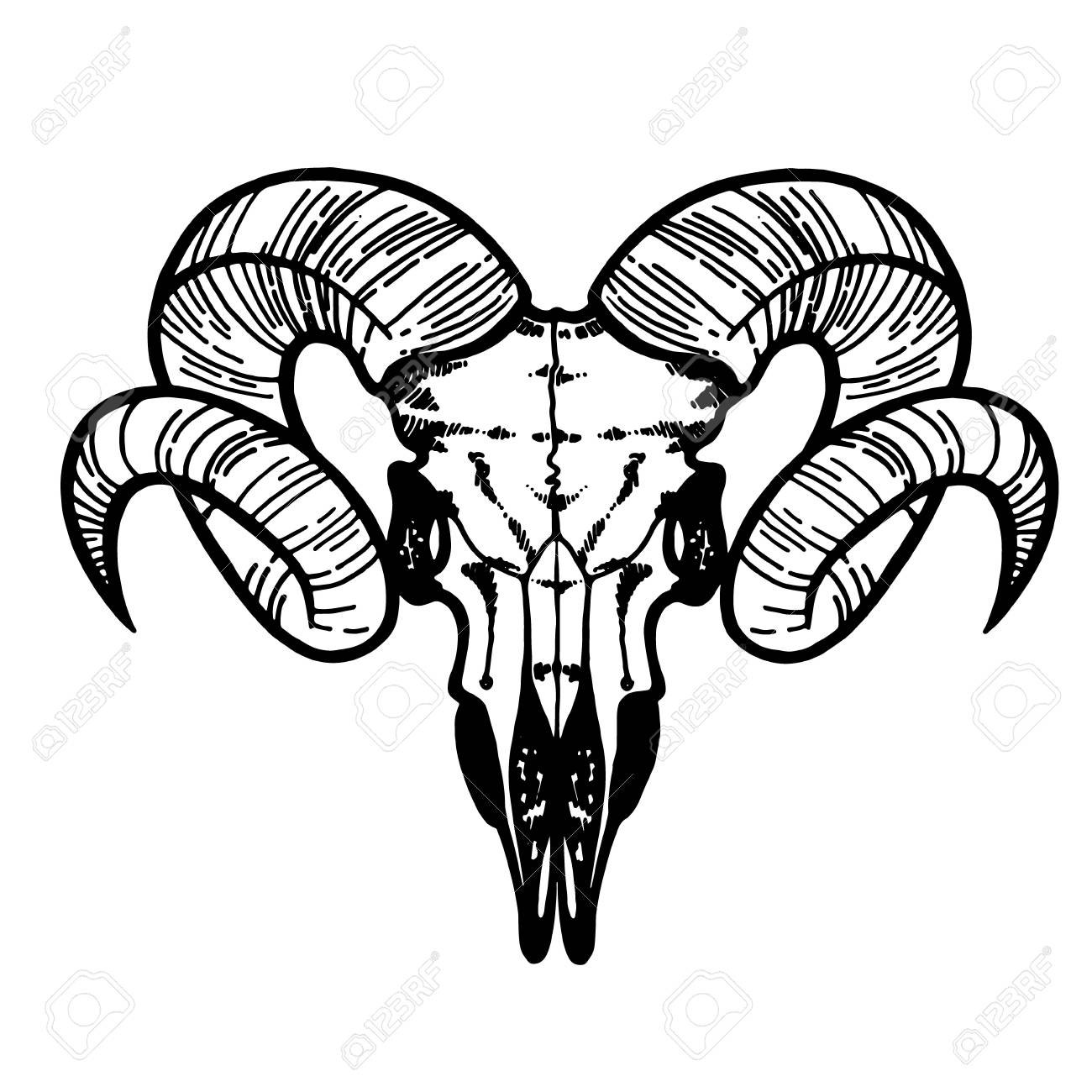 Skull Of A Sheep. Horns Silhouette. Vector Illustration Art. Фотография,  картинки, изображения и сток-фотография без роялти. Image 115275146