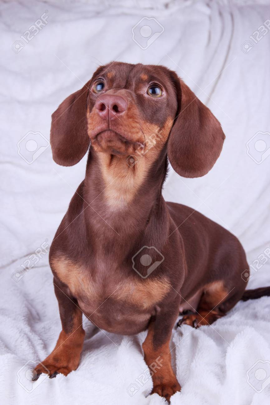 chocolate weiner dog