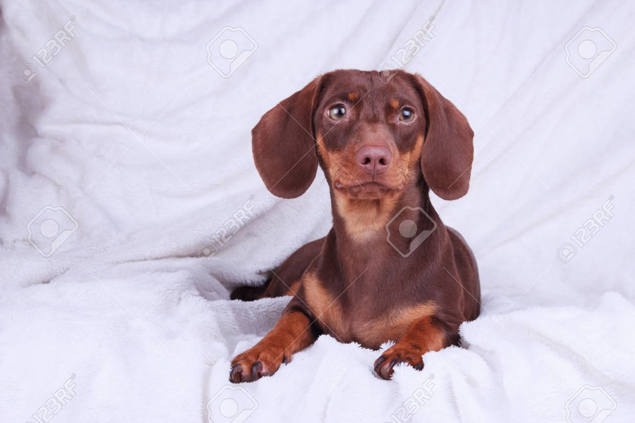 chocolate weenie dog