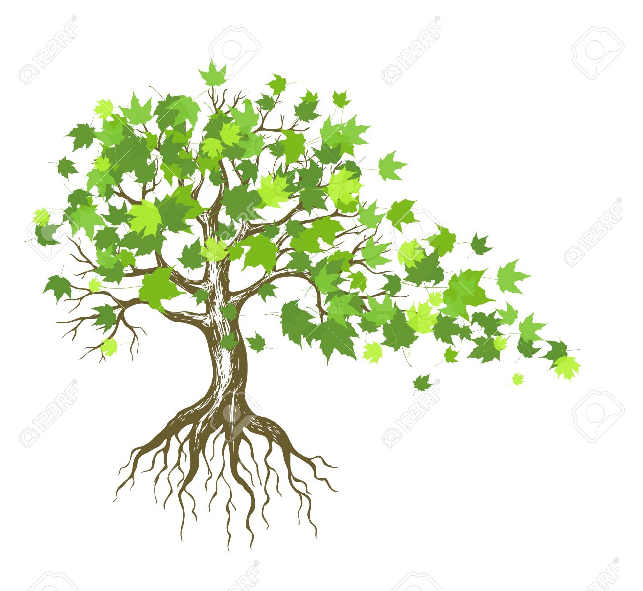 Image result for old maple tree clipart