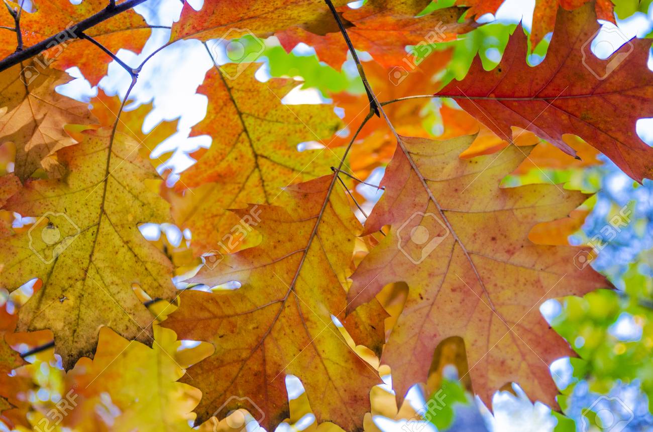Beautiful Yellow Leaves On Trees In Autumn Stock Photo Picture