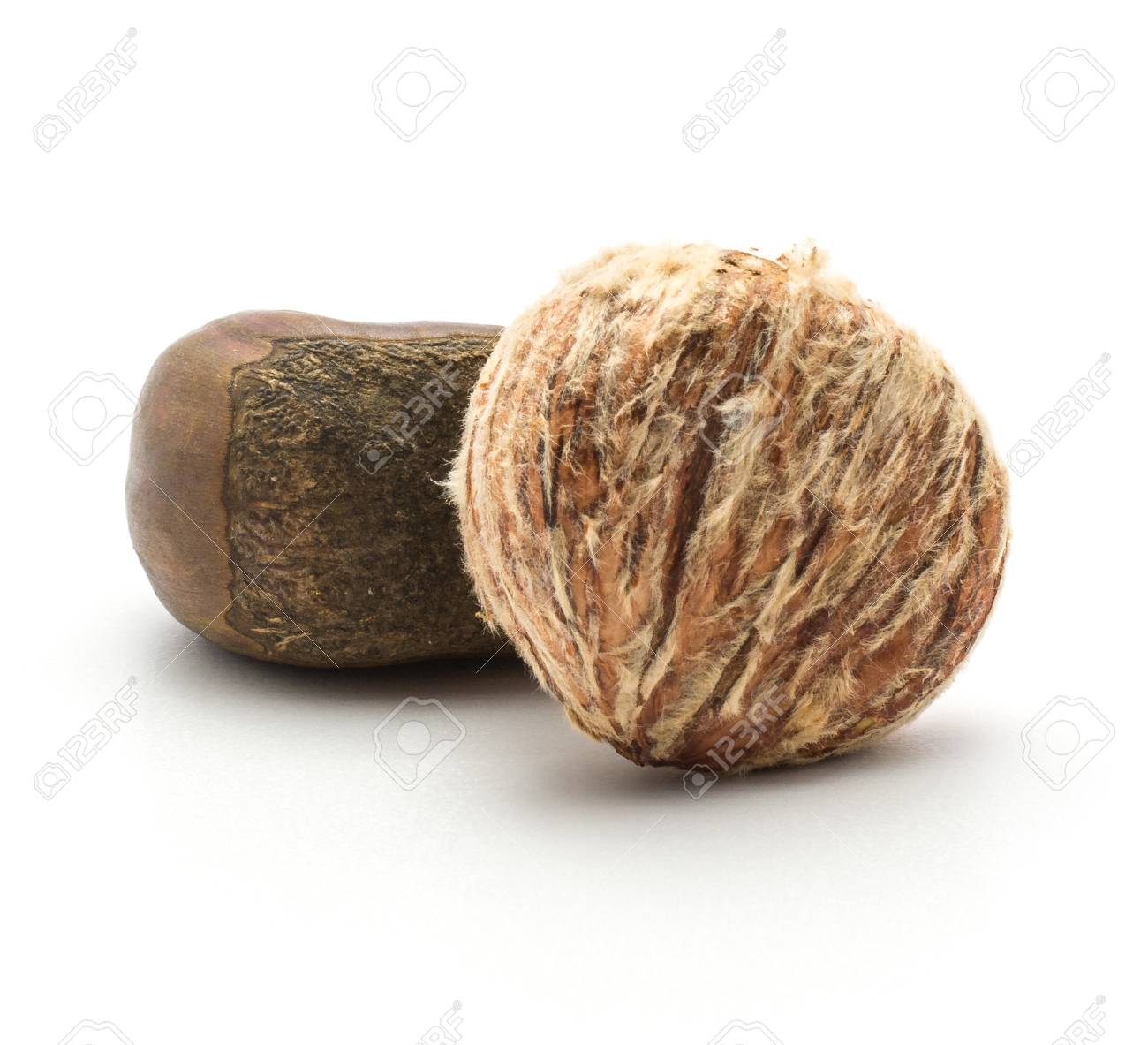 皮をむいたヨーロッパの栗は 白い背景に分離された殻の中の1つのスペインの食べ物と比較して生の新鮮な茶色の2つのナット の写真素材 画像素材 Image 95884194