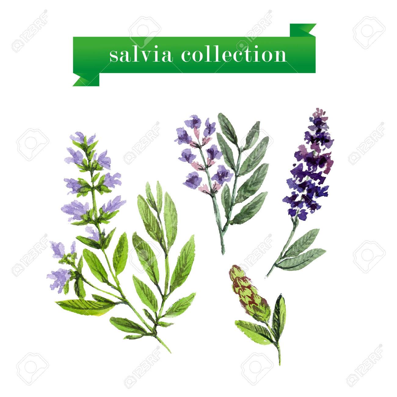 Vector set of watercolor salvia twigs on white background. Herbs design. - 46501265 Vector set of watercolor salvia twigs on white background. Herbs design. - 46501265