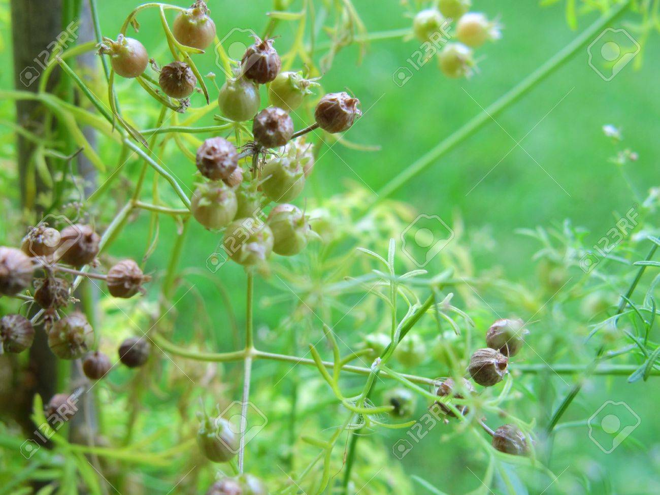 Macro Coriander Seeds On Plant 2 Stock Photo Picture And Royalty Free Image Image 14718499