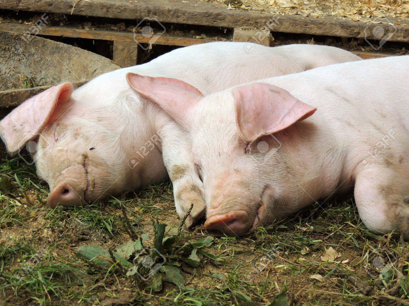 Let Sleeping Pigs Lie Stock Photo Picture And Royalty Free Image Image