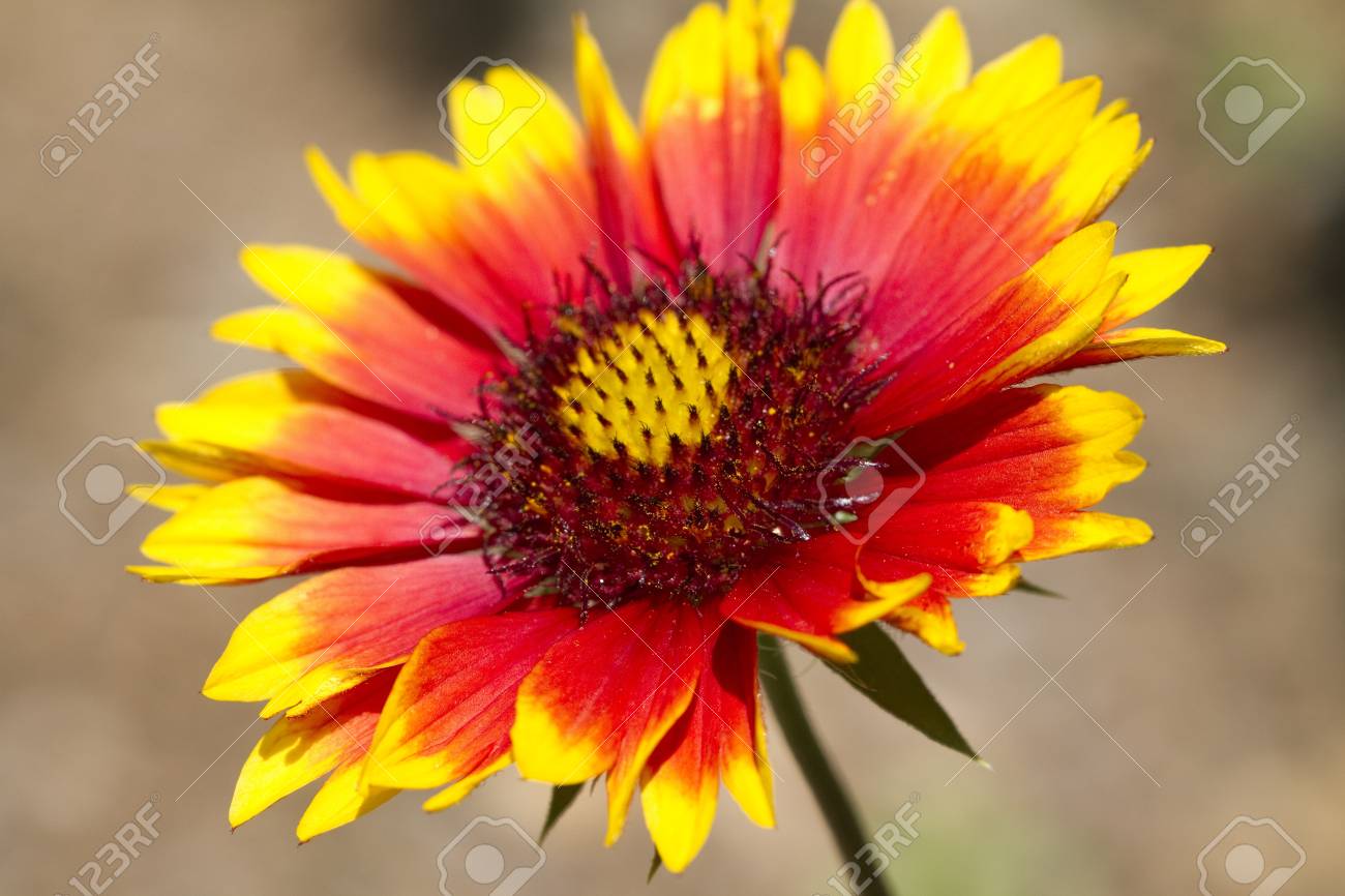 毛布の花 テンニンギク の写真素材 画像素材 Image