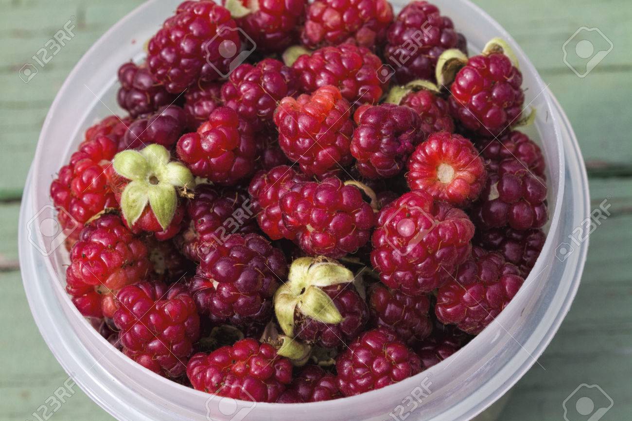 デジタル彩色の赤ボイセンベリー の写真素材 画像素材 Image