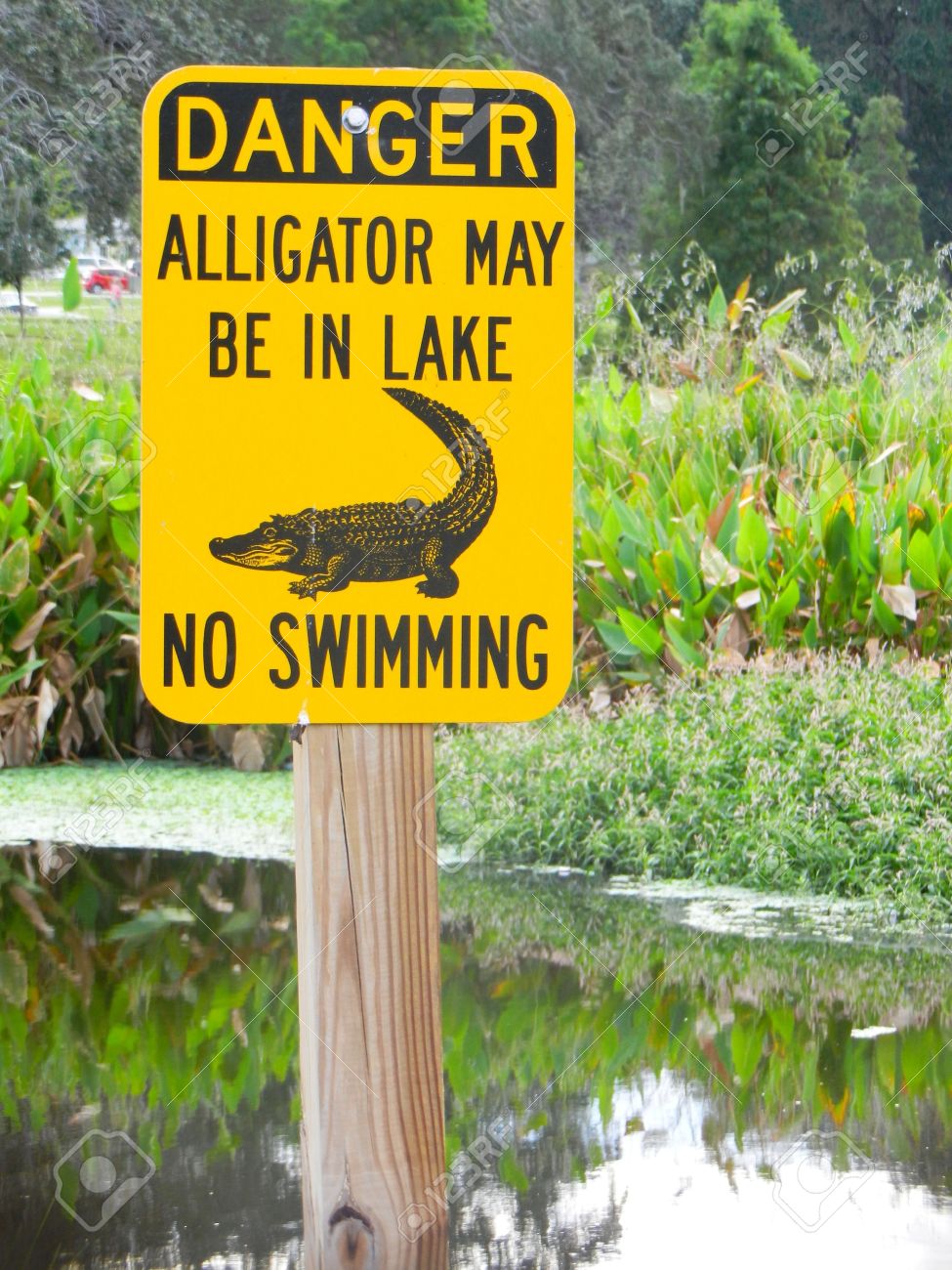 danger alligator may be in lake no swimming sign by lake stock