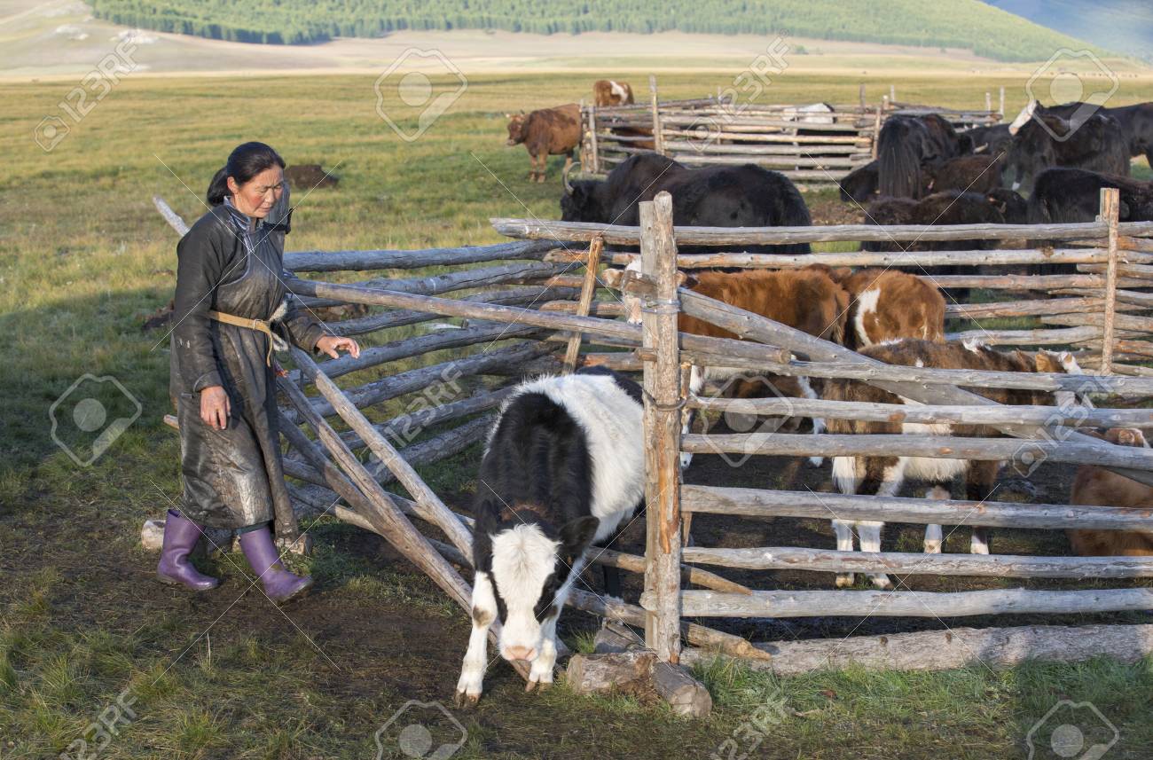 モンゴルの遊牧民の女性彼女の牛 の写真素材 画像素材 Image