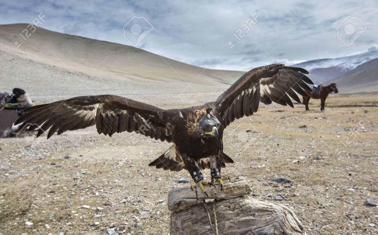 Altai Golden Eagle Outside The Home Of Kazakh Eagle Hunter