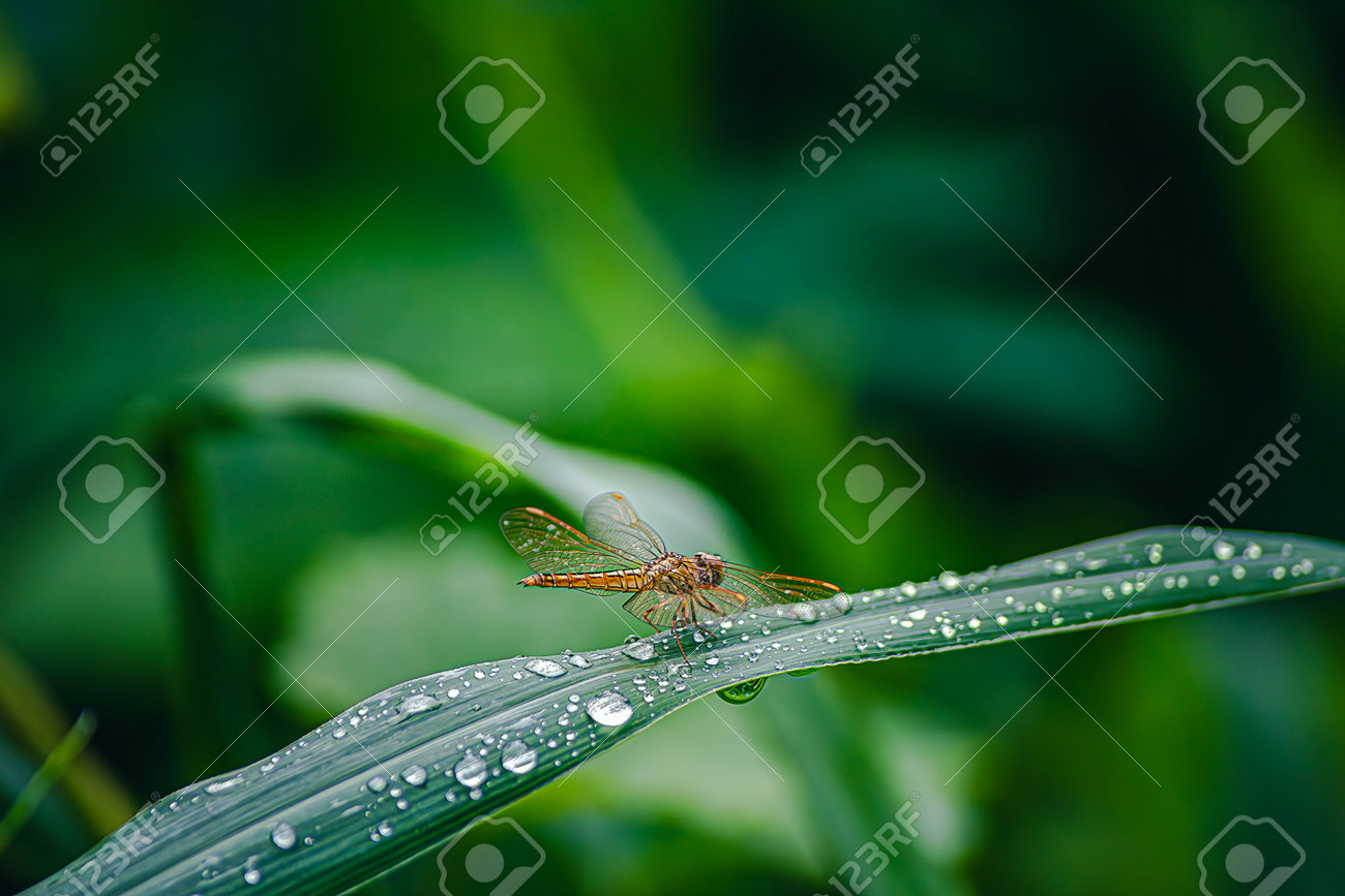 etiam-dictum-ipsum-a-felis