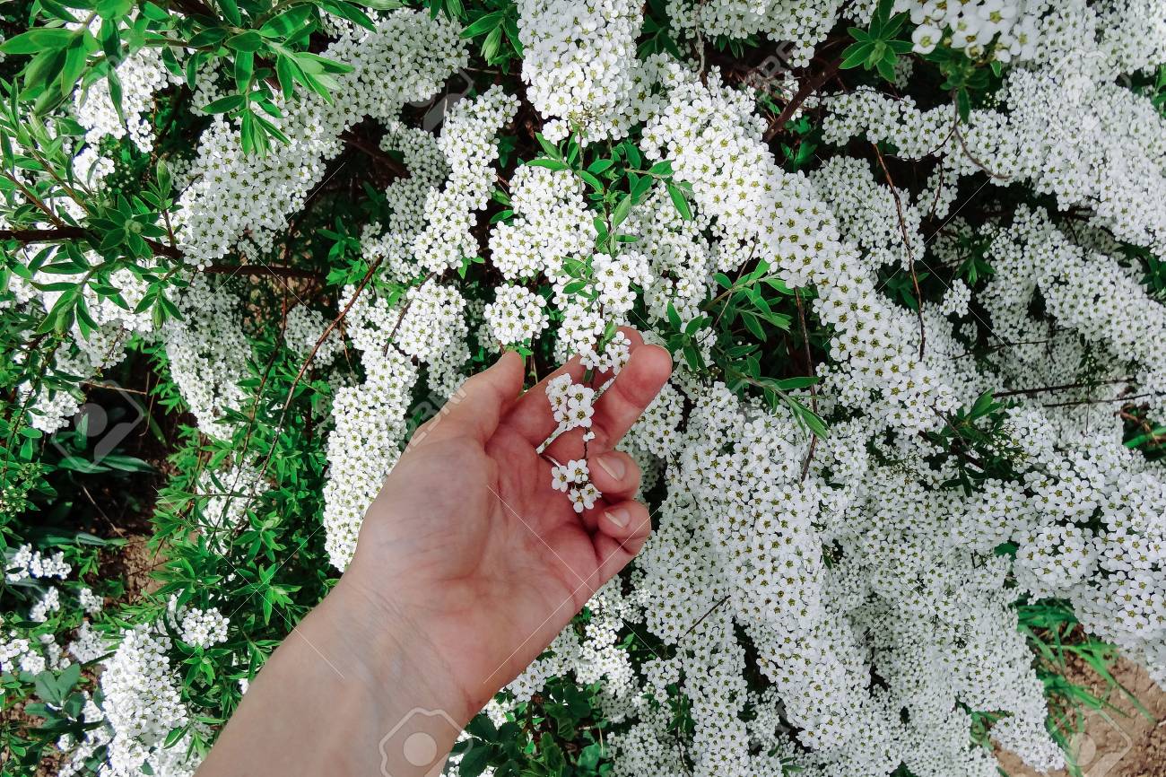 plantas con flores blancas plantas con flores blancas