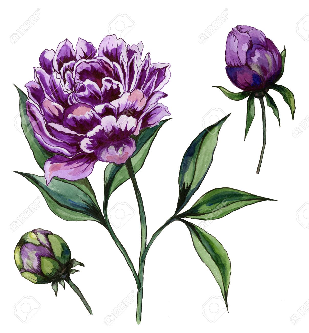 緑の葉を持つ茎に美しい紫色の牡丹の花 セット 花と白い背景に隔離された2つの芽 水彩画 手描きと塗装花柄イラスト の写真素材 画像素材 Image