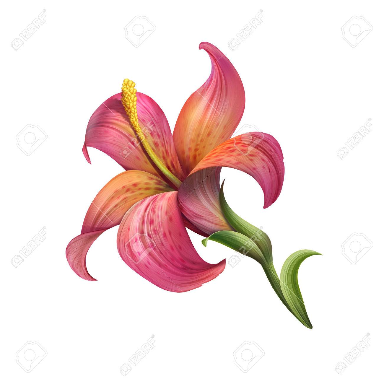 flower illustration