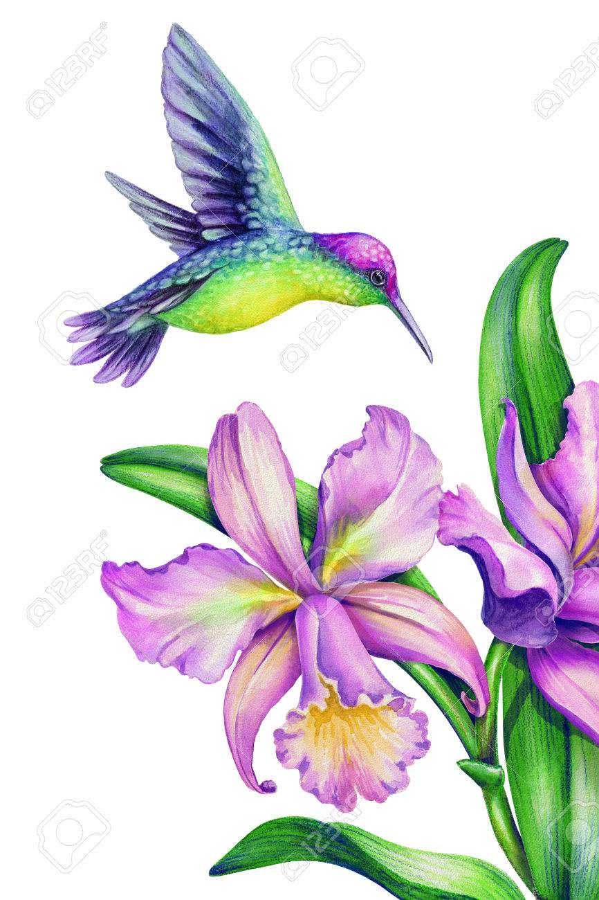 水彩イラスト、ハチドリ、熱帯の楽園の鳥、蘭の花は、白で隔離を