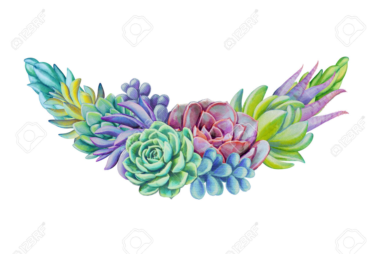 Watercolor Succulents, Botanical Illustration, Floral Garland Clip Art  Isolated On White Background Stock Photo, Picture and Royalty Free Image.  Image 181577874., image size:1300x875