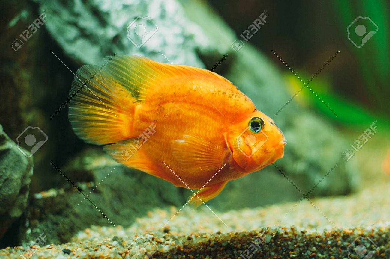 aquarium fish red parrot cichlid stock photo picture and royalty
