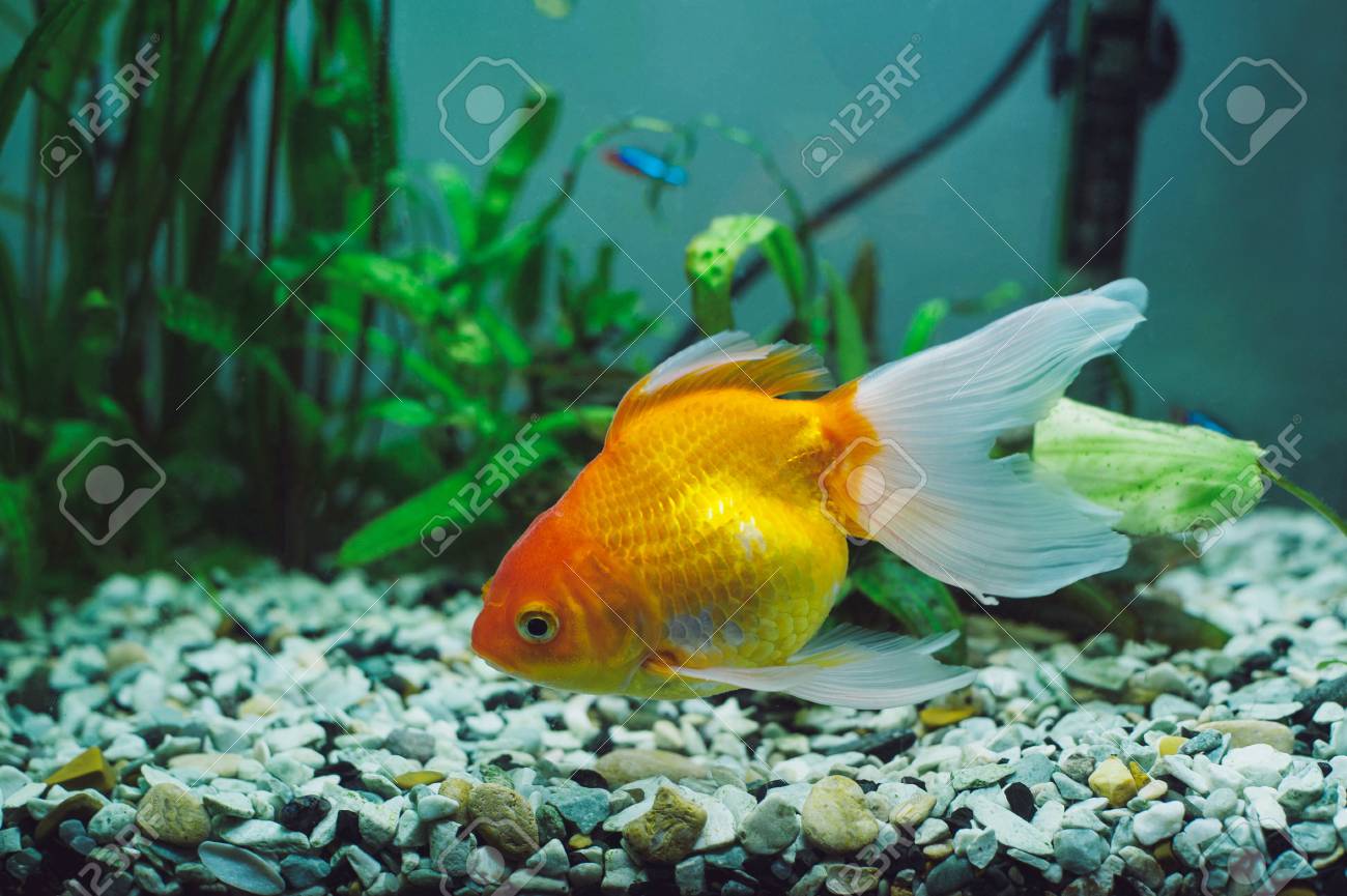 aquarium fish red parrot cichlid stock photo picture and royalty