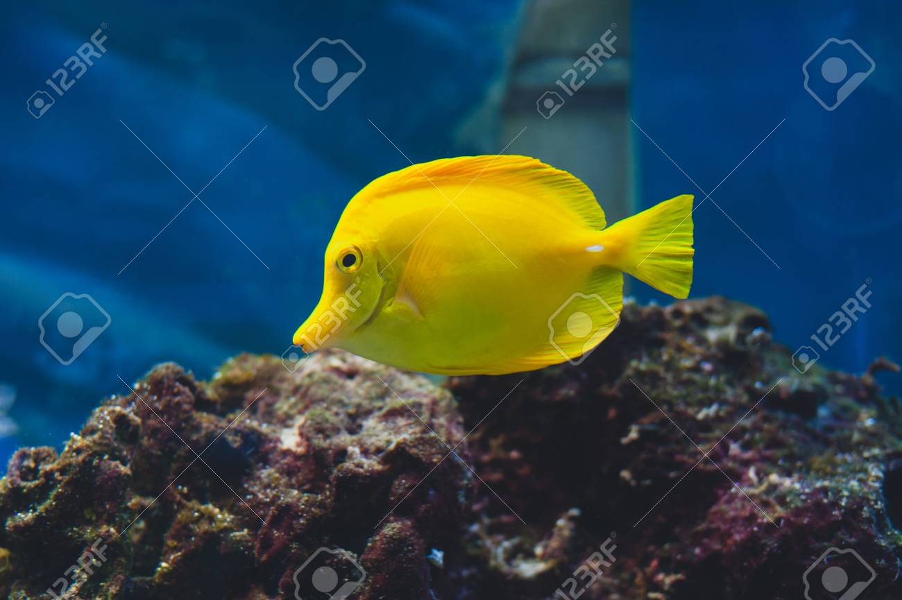 cheap saltwater fish