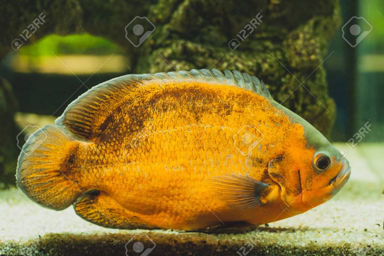 oscar tropical fish