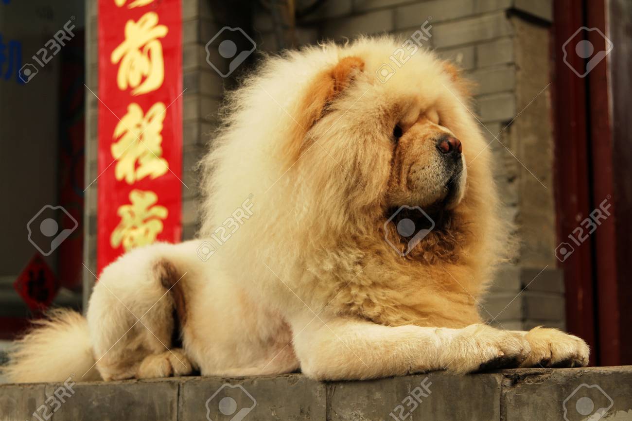 yellow chow chow