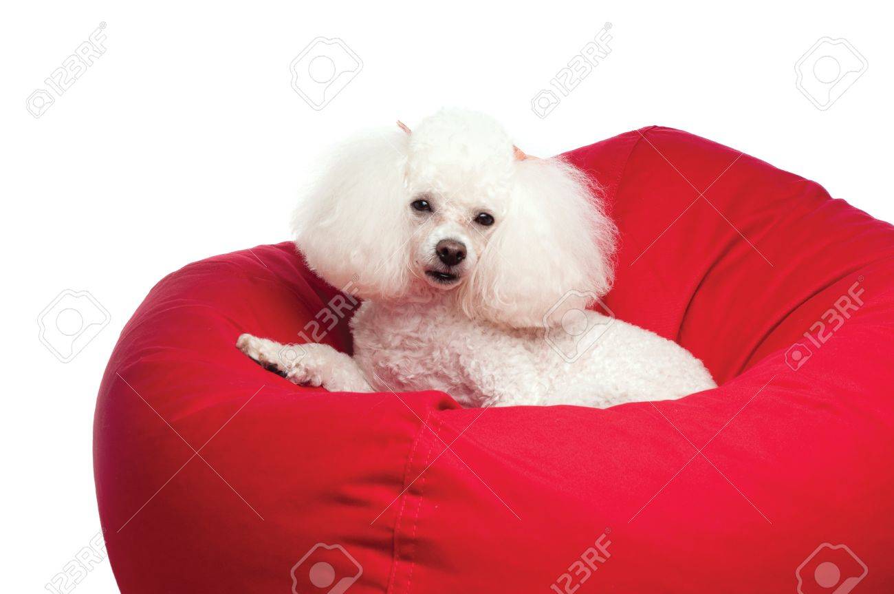 A Cute White Toy Poodle Lying In Red Bean Bag Chair Shot The A Cute White Toy Poodle Lying In Red Bean Bag Chair Shot The