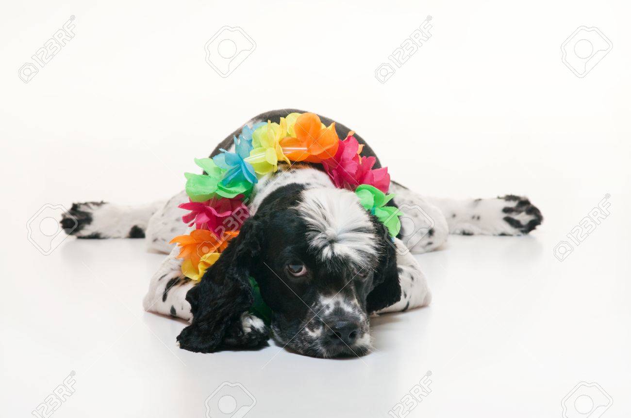 Cockalier スパニエル犬半分コッカースパニエルと半分キャバリア キング チャールズ スパニエル彼は横たわってハワイアン レイを身に着けてと疲れて おそらくあまりにも多くのパーティーから見える 黒と白 の写真素材 画像素材 Image Cockalier スパニエル犬半分コッカースパニエルと半分キャバリア キング チャールズ スパニエル彼は横たわってハワイアン レイを身に着けてと疲れて おそらくあまりにも多くのパーティーから見える 黒と白 の写真素材 画像素材 Image