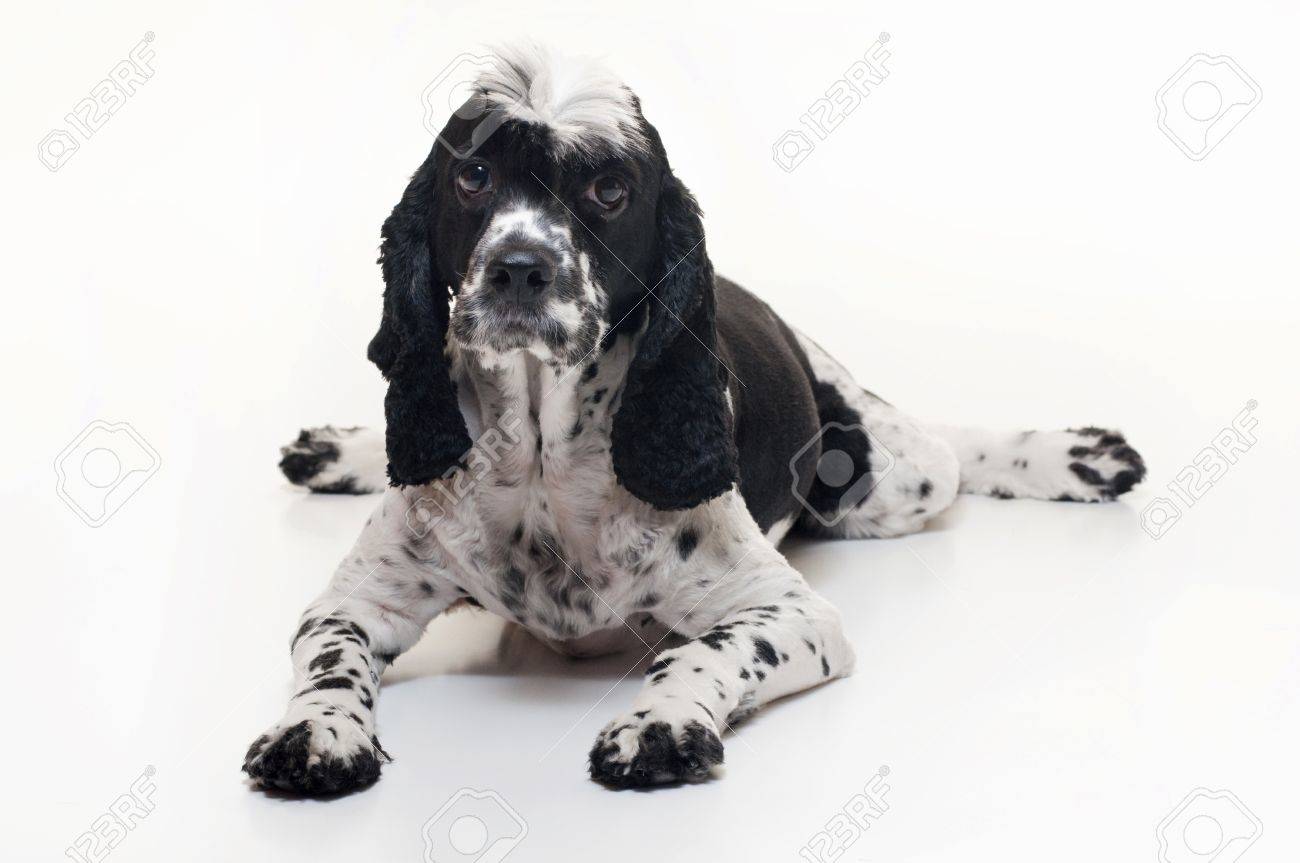 half king charles half poodle