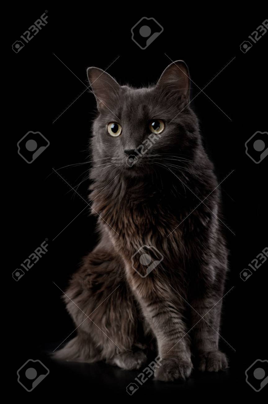 Immagini Stock Studio Shot Di Un Grigio Nebelung Gatto Isolato Su