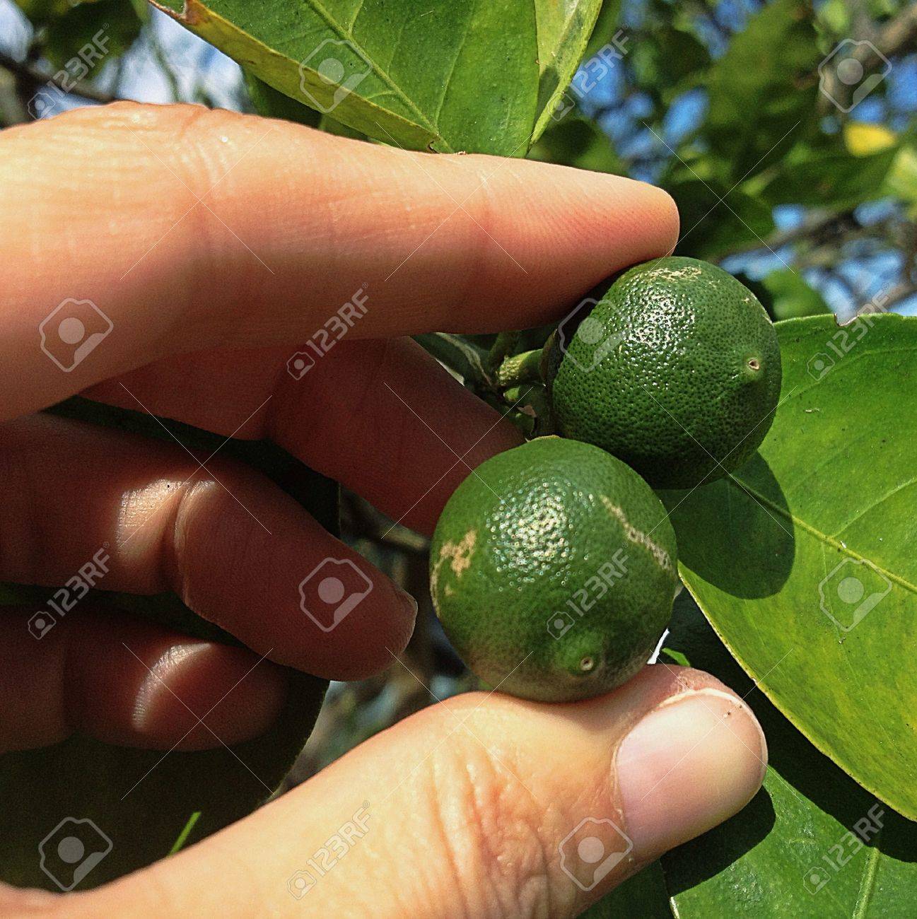 Doigts Tenant Deux Petits Citrons Verts De Bebe Banque D Images Et Photos Libres De Droits Image