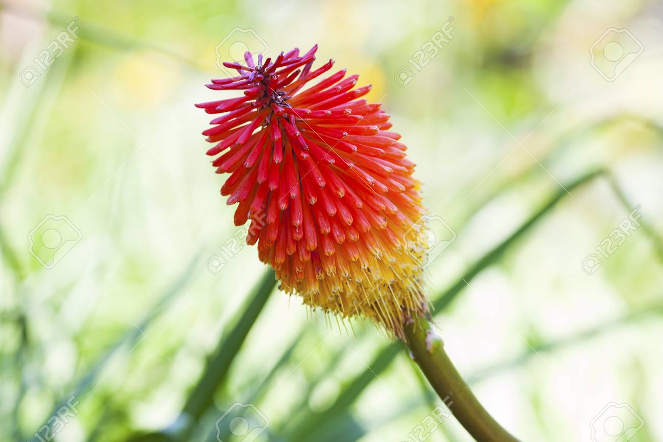 Red Allium Flower On A Blur Green Background Stock Photo, Picture and  Royalty Free Image. Image 74589302., image size:1300x866