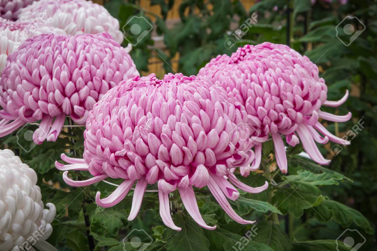 purple chrysanthemum japanese flowers