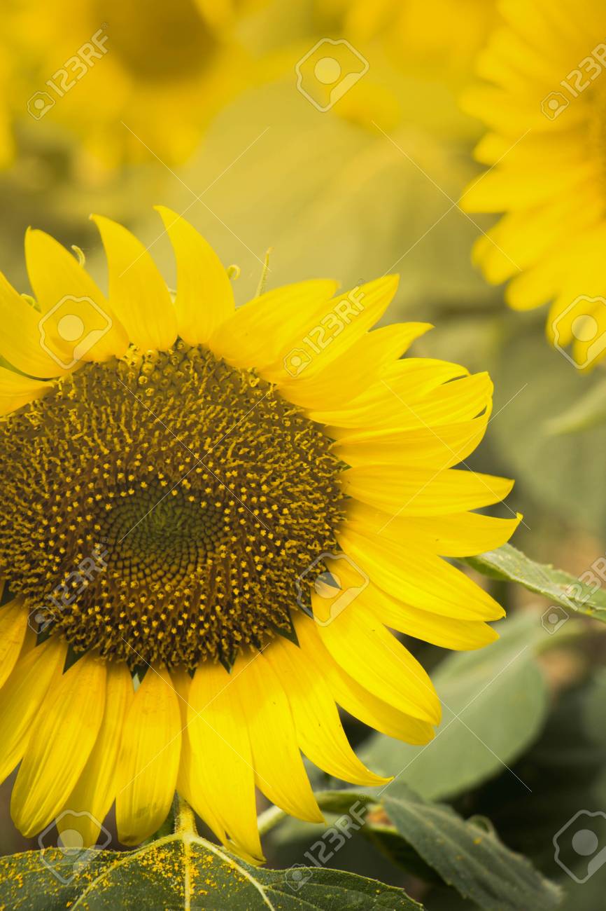 15. ...Sunflower garden picture 15. ...Sunflower garden picture
