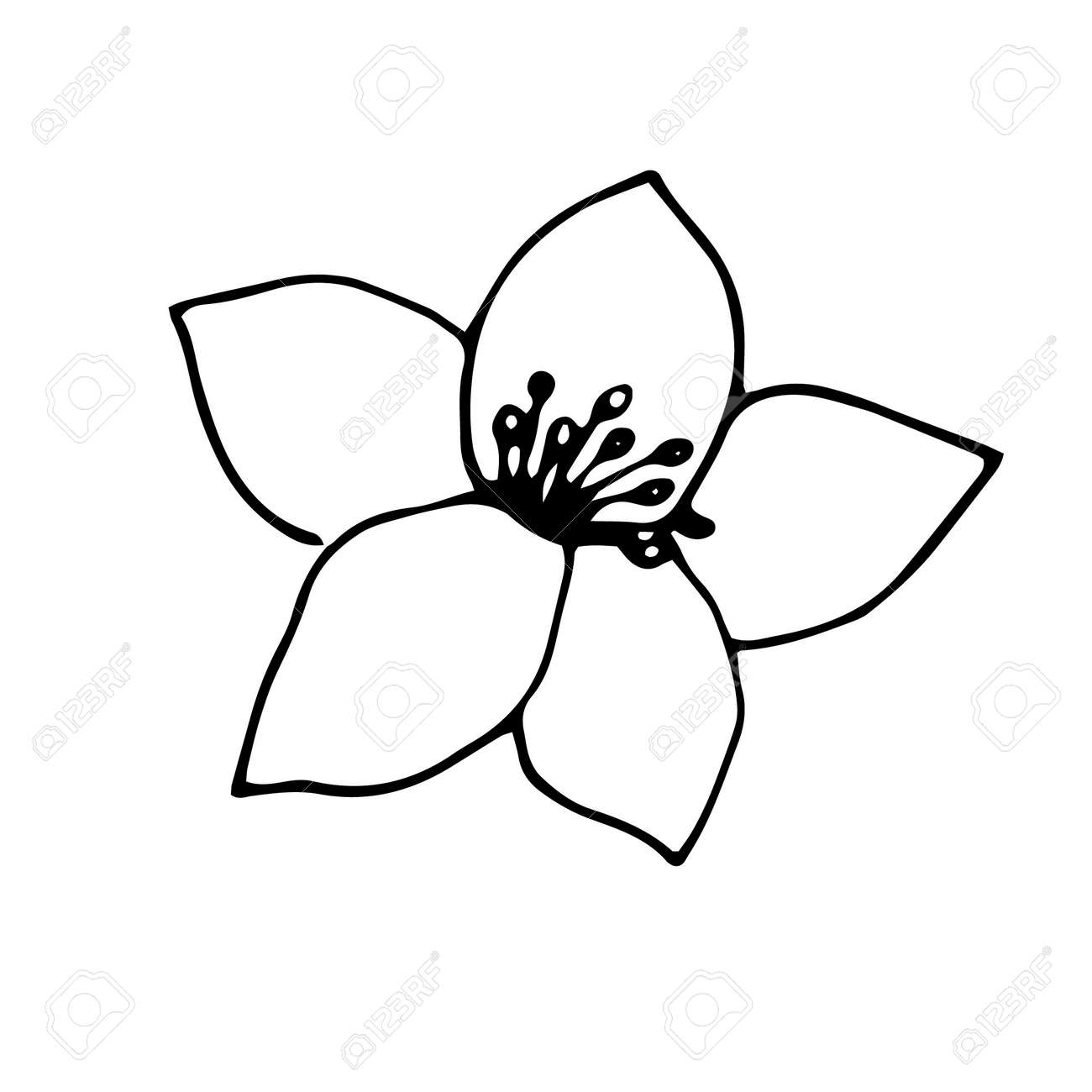 Jasmine Flower Vector Illustration Hand Drawing Outline Sketch Royalty Free Cliparts Vectors And Stock Illustration Image 163258966
