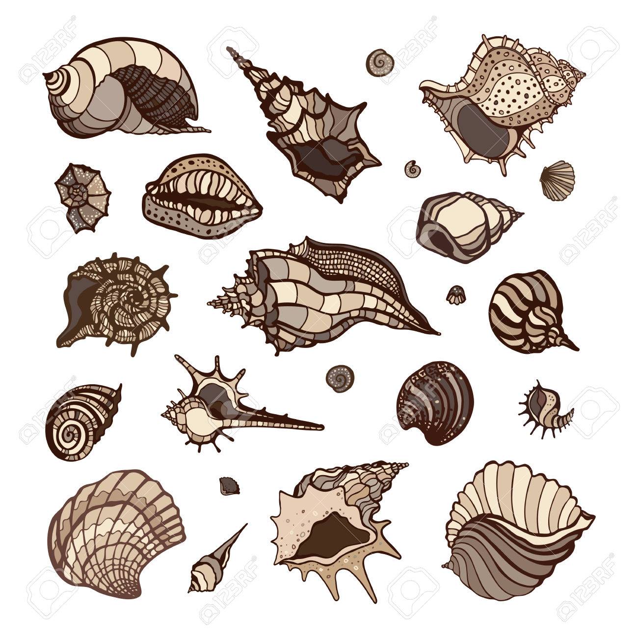 sea shell collection