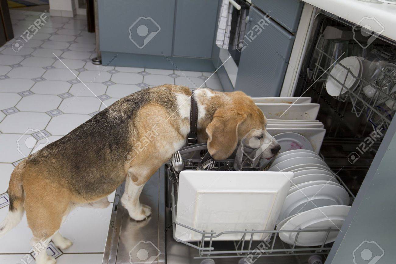 食器洗い機の汚れた皿を舐める犬 の写真素材 画像素材 Image
