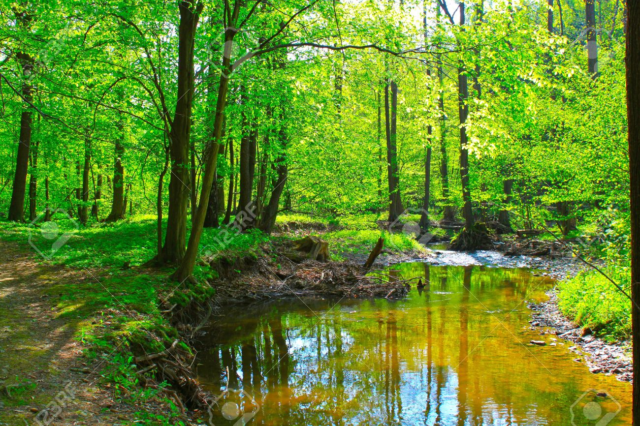 Beautiful Mountain Stream In Spring Forest Stock Photo Picture And Royalty Free Image Image